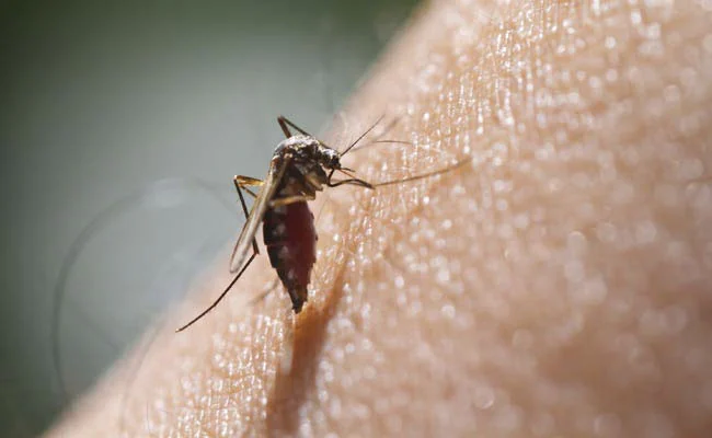 Zika Virus Detected Near Bengaluru, Karnataka on High Alert
