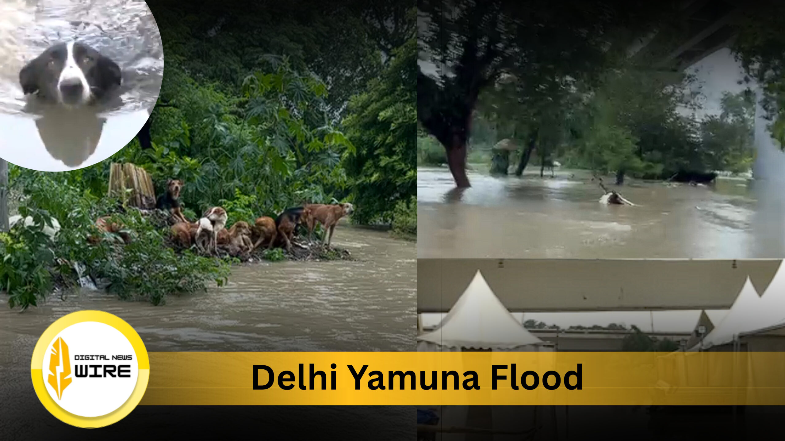 Delhi Yamuna Flood: Are People and Animals Really Safe Amid Rising Waters?